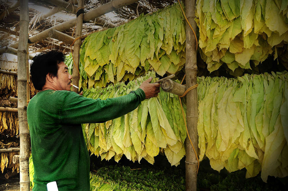 Ilocano farmer drying tobacco leaf while smoking a cigarette.